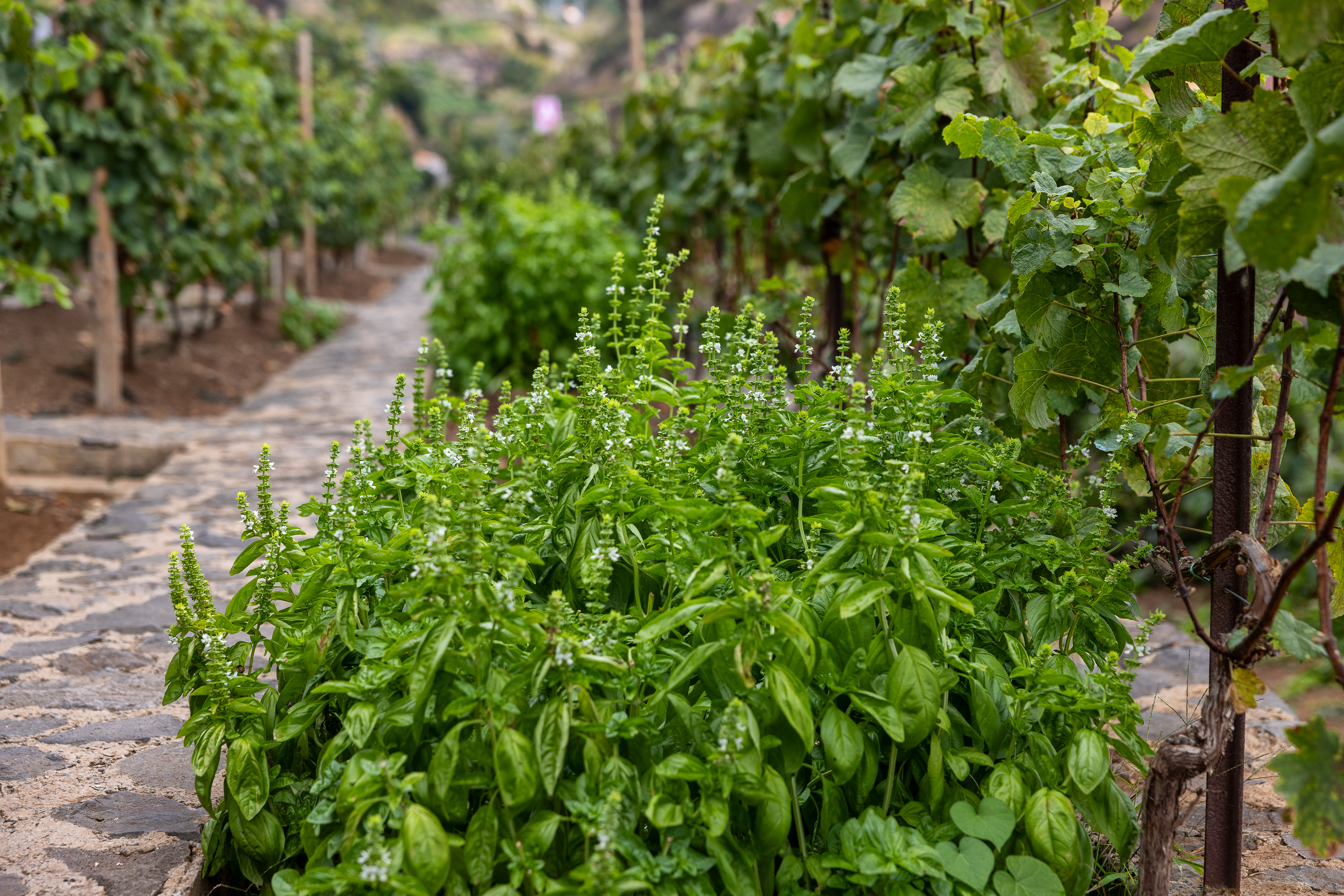 A connection to the land in Calheta
