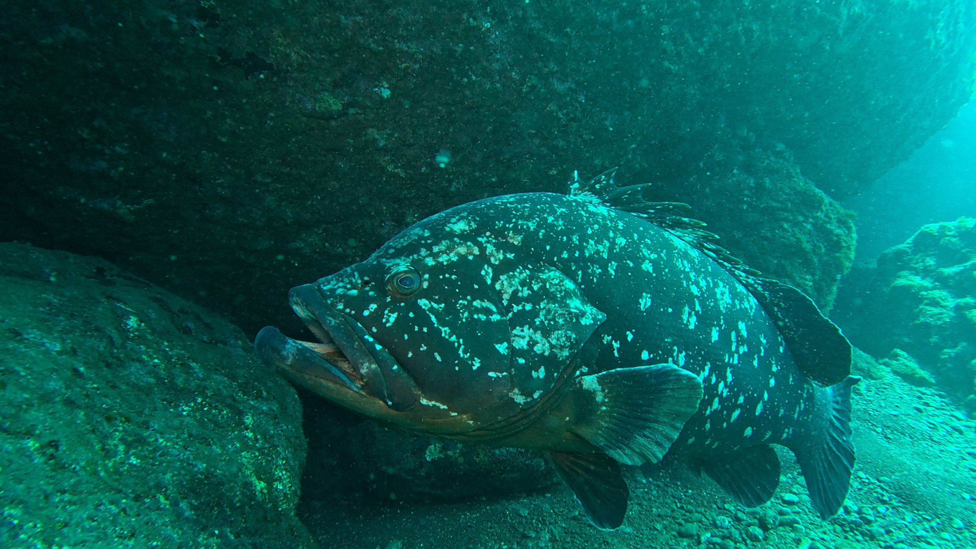 Foto: Manta Diving Centre