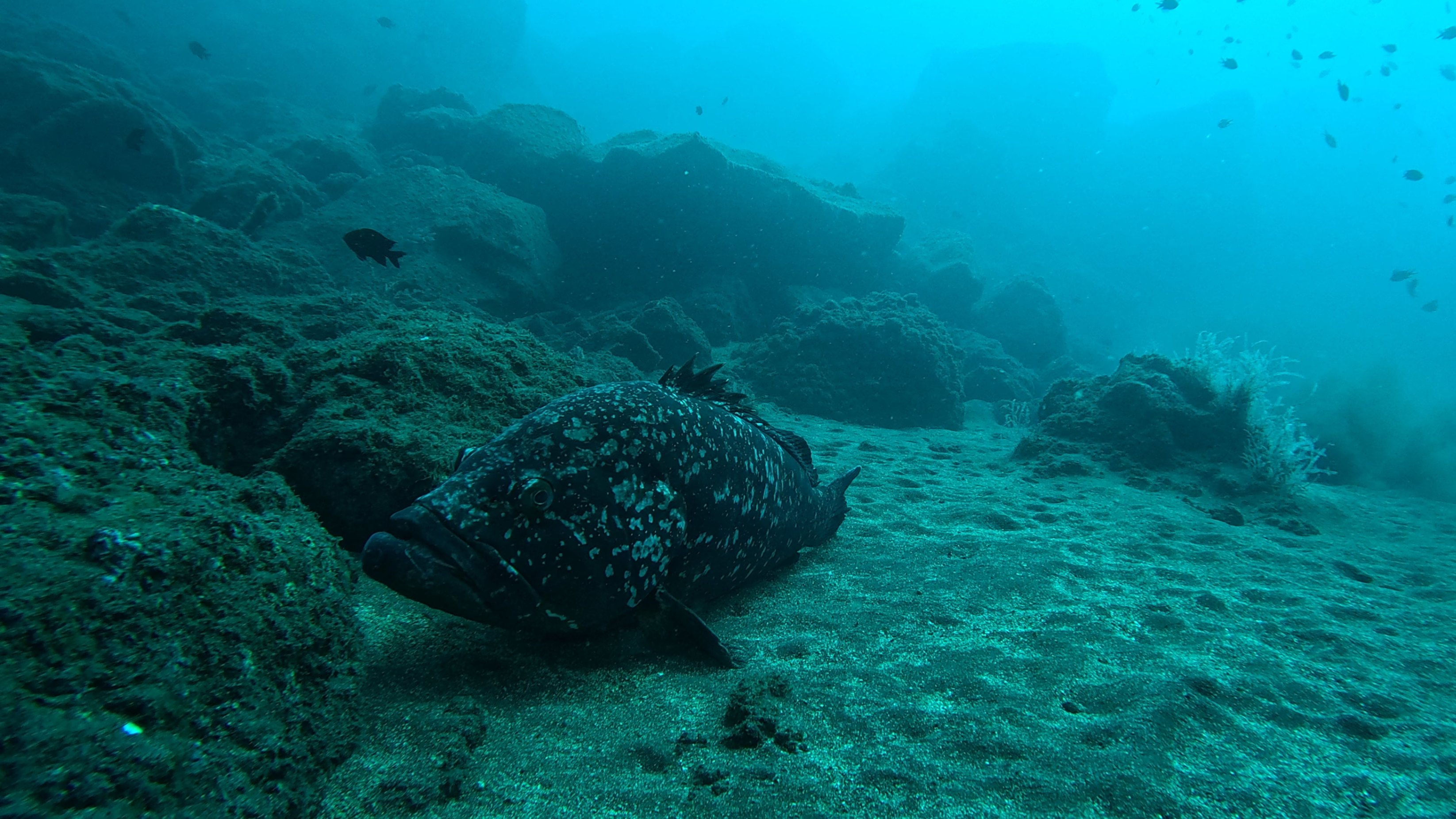 Fotos: Manta Diving Centre